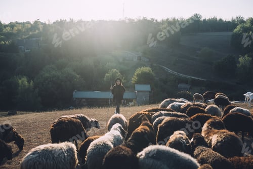 Preview: Female shepherd and flock of sheep at a lawn