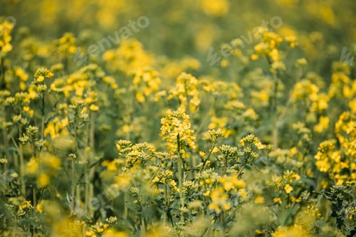 Preview: Close Up Of Young Canola Colza Yellow Flowers. Rapeseed, Oilseed Field Meadow