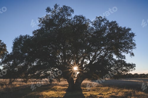 Preview: Big green tree on field in summer