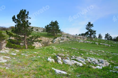Preview: Meadow with green grass strewn stones and boulders