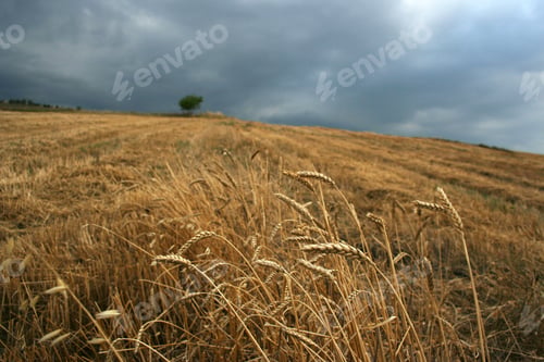 Preview: wheat field