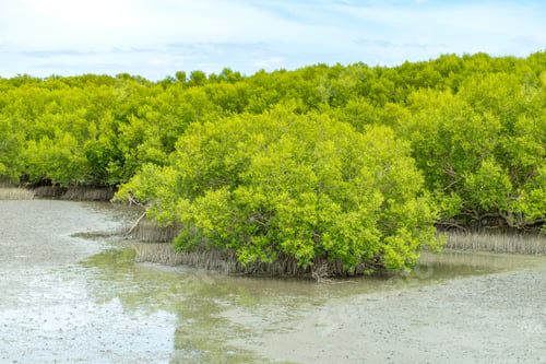 Preview: Landscape view of group Mangrove tree with sky, Environment saving