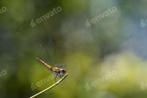 Preview: Dragonfly in Isalo National Park, Ihorombe Region, Southwest Madagascar