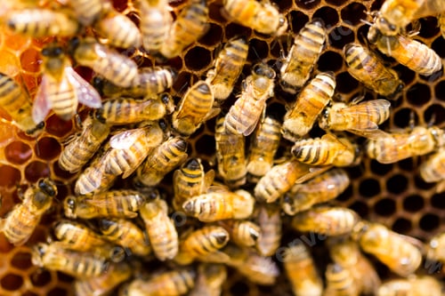 Preview: Beekeeping