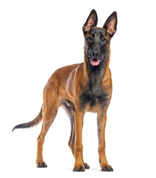Preview: Belgian malinois puppy standing alert on white background