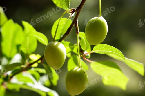 Preview: green plums on tree branch