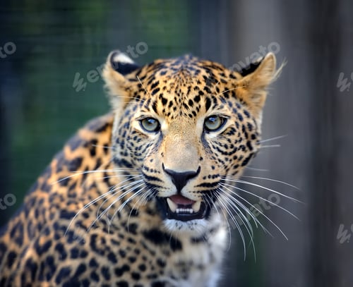 Preview: Close angry leopard portrait