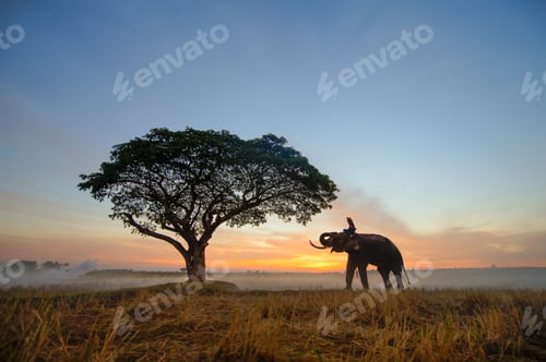Preview: Elephant at sunrise in Thailand