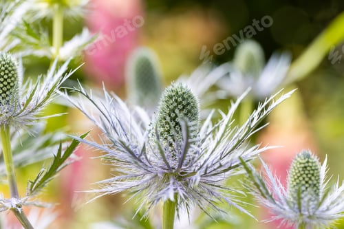 Preview: Eryngium alpinum 'Blue Jackpot' also known as Blue Sea Holly