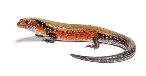 Preview: fire skink, Mochlus fernandi, isolated on white