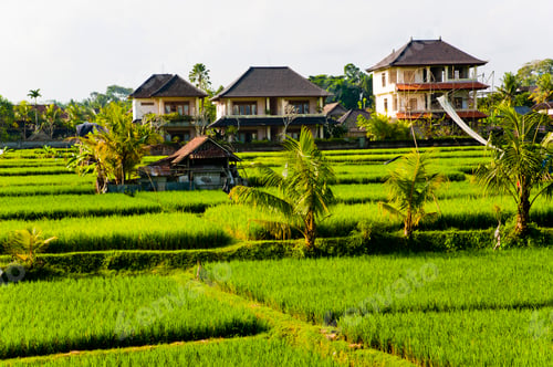 Preview: Paddy Fields in Ubud, Bali, Indonesia, Asia