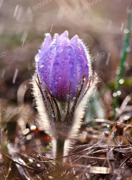 Preview: Dream-grass or Pulsatilla patens, close-up, natural spring background