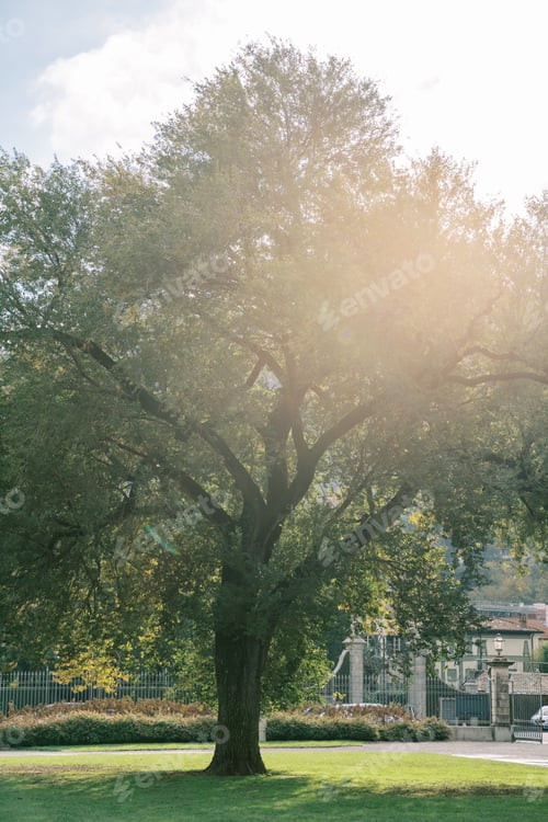 Preview: Sun shines through the green branches of a large tree in the garden