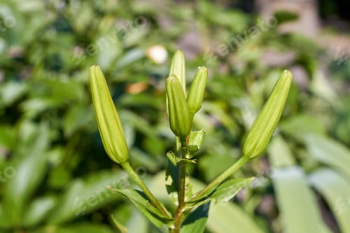 Preview: Fresh spring unripe closed green flowers in the garden.