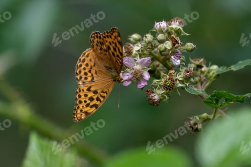 Preview: a butterfly resting on a flower with its wings open and it is sitting on the