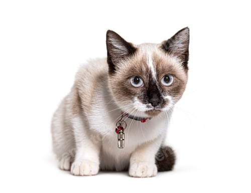 Preview: Crossbreed cat wearing a capsule collar tube for identification