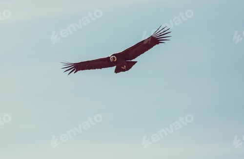Preview: Condor