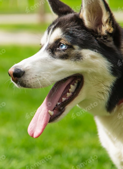 Preview: Husky dog portrait beautiful photo. Selective focus.