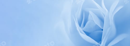 Preview: Fragile soft rose petals on blurredclassic blue background