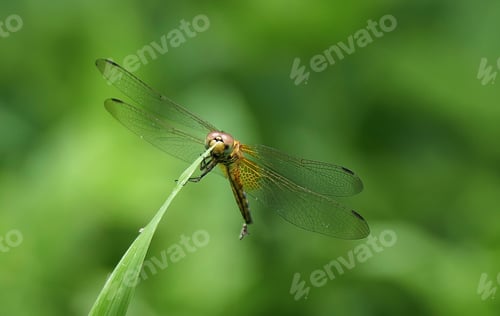 Preview: Close-up of a dragonfly perched on a green plant with a blurred, bright green background.