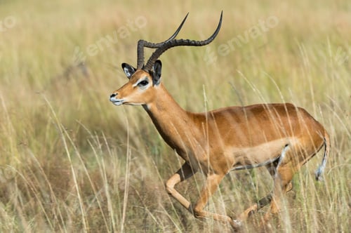 Preview: Graceful impala in motion across the savannah.
