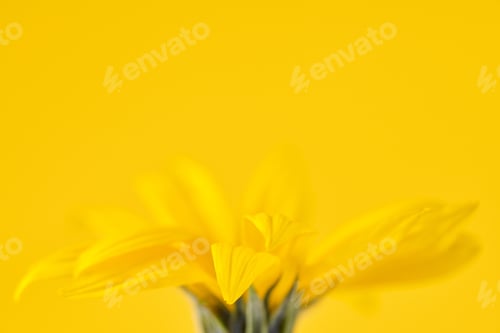 Preview: Yellow flower bud of topinambur on yellow background, top copy space, blurred yellow flower