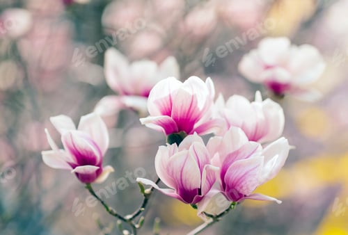 Preview: Magnolia flowers