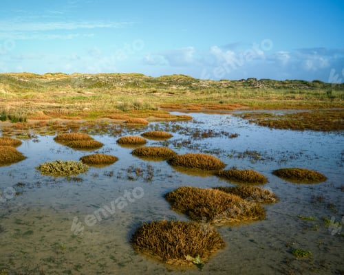 Preview: Plants of the dunes and pools left by the tide