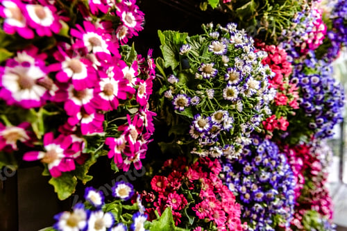 Preview: Daisies of many colors hanging on the facade of a house.
