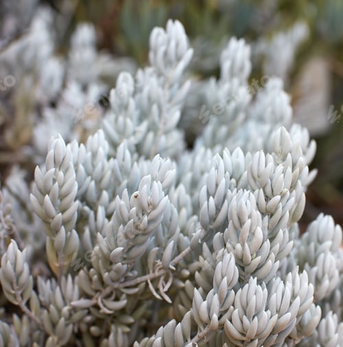 Preview: Flowers, plants and trees on mountain side in South Africa
