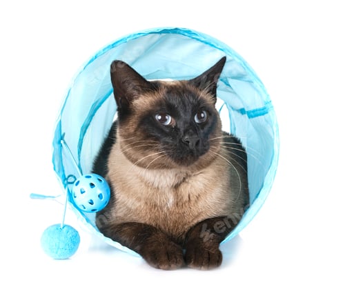 Preview: siamese cat in studio