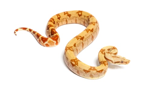 Preview: VPI sunglow het Anery Boa constrictor, isolated on white