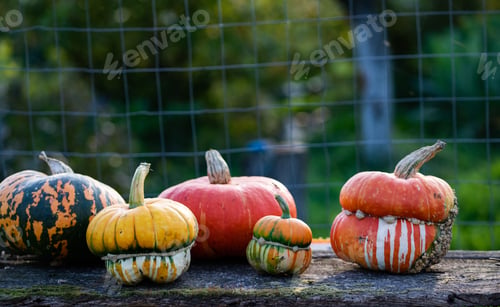 Preview: autumn decorative pumpkins. Thanksgiving or Halloween holiday harvest concept.