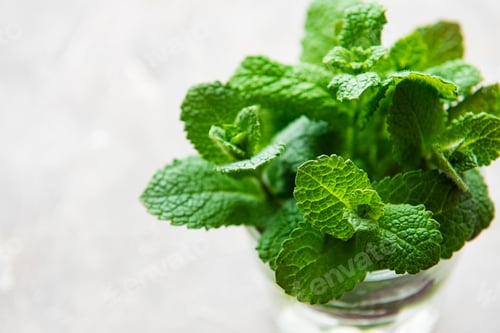 Preview: Bundle of fresh organic mint twigs