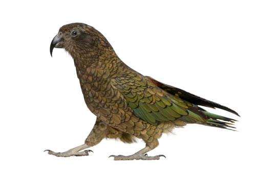 Preview: Kea, Nestor notabilis, a parrot, standing in front of white background