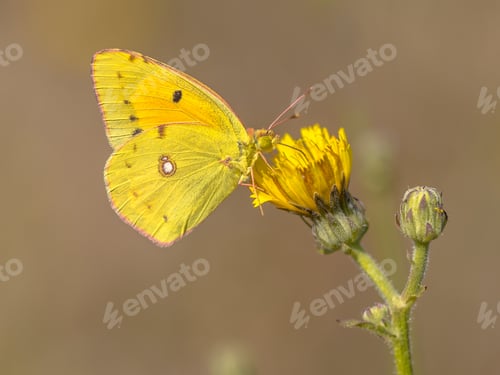 Preview: Clouded Yellow butterfly feeding on nectar