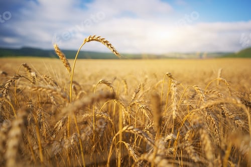 Preview: Single ear of wheat