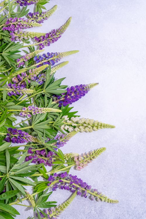Preview: Lupine flowers. Purple and pink bud.