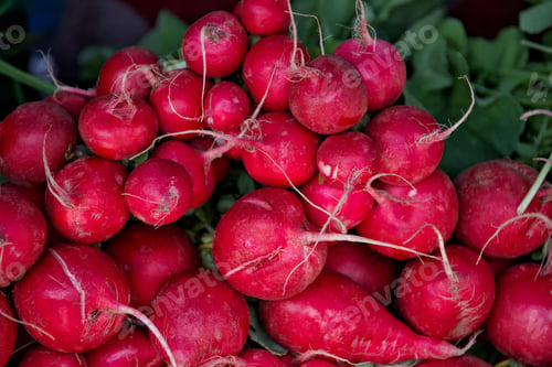 Preview: Bright red locally grown organic vegetable radishes for sale at a s small business farmers market