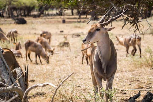Preview: A herd of African deers in the wild. Mauritius.