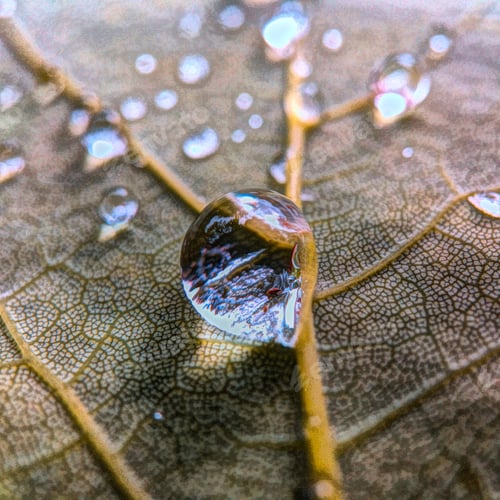 Preview: Raindrop on leaf