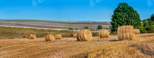 Preview: Big panoramic view of field with hay bales after harvest