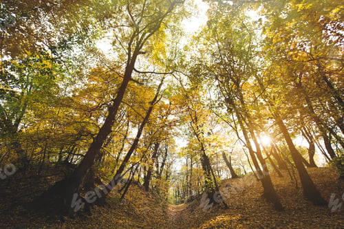 Preview: bottom view of beautiful autumn park with sun shining through trees