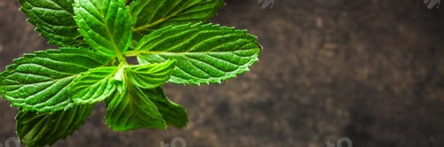 Preview: Mint, Fragrant Green Petals (Food Decoration) Menu Concept. Food Background. Copy Space. Top View