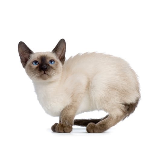 Preview: Kitten Siamese