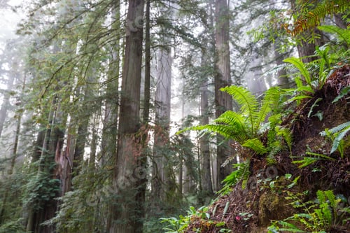 Preview: Fern in rain forest