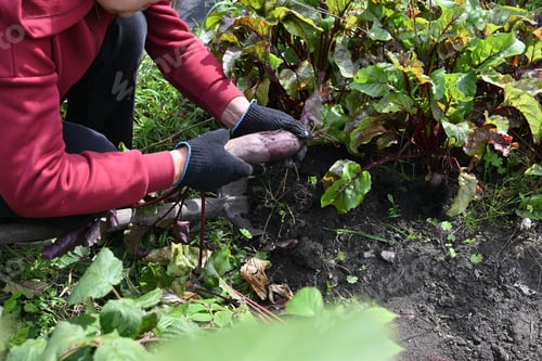 Preview: Woman holds freshly harvested beets in a vibrant garden during a sunny afternoon
