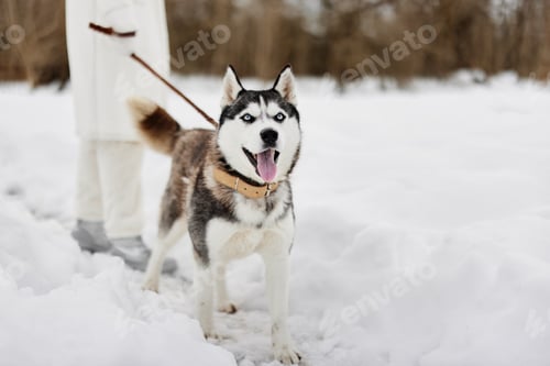 Preview: woman with a purebred dog outdoor games snow fun travel winter holidays