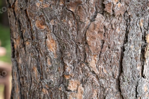 Vorschau: Ein Nahaufnahmefoto eines Baumstamms. Im Hintergrund ist ein Wald