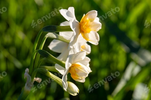 Preview: Beautiful white daffodils or Narcissus flower in a field. Karaburun,Izmir - Turkey